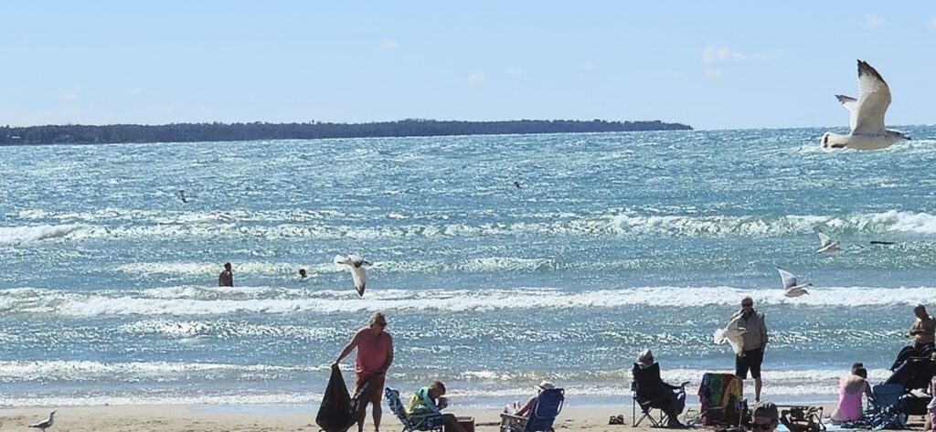 Seagulls over Lake Erie